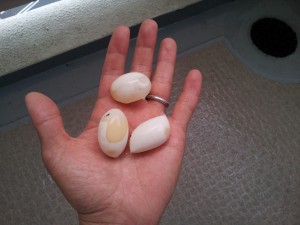カメの卵